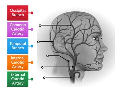 Arteries of the Head and Neck LV2 beauty therapy