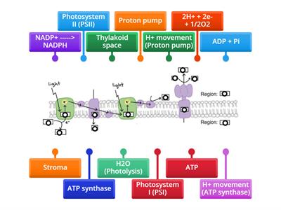 Photosynthesis_02_Light dependent reaction (LDR)_Membrane version 