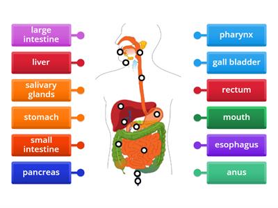 (Year 8) The Digestive System