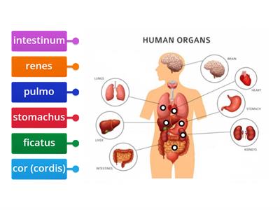 interior del cuerpo humano