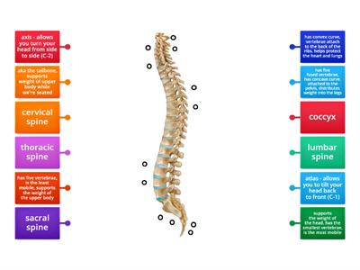 The Spine