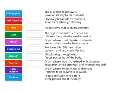 Digestive System