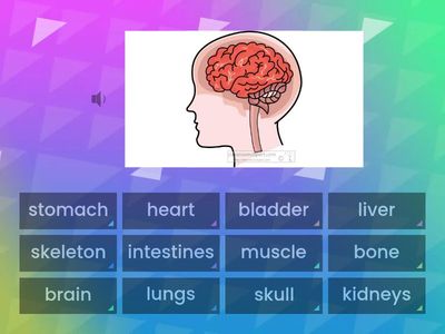 Find the match - Inner Workings - Organs and inner parts
