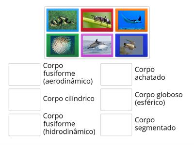 Formas corporais dos animais