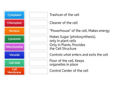 Cell Functions 