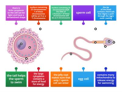 Male & Female Gametes