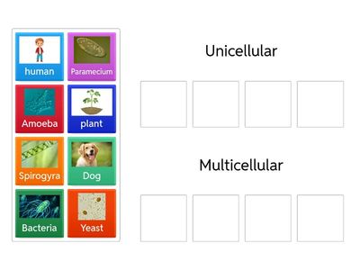 Uni vs multi cellular