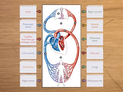 Cardiovascular system - Double circulatory system