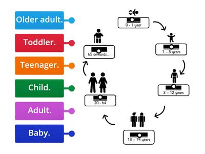 CUSP Y2 human stages of growth