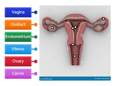 Female Reproductive System Diagram