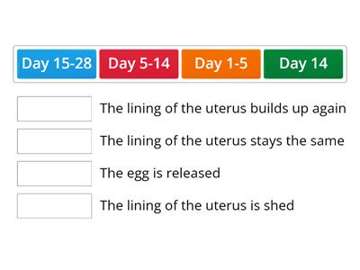 Menstrual Cycle