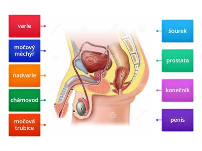 Mužské pohlavní orgány