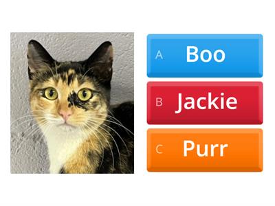 Boo Purr Jackie quiz