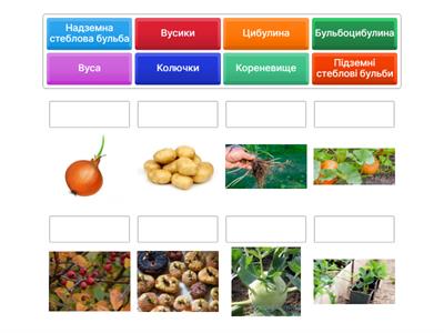 Видозміни пагона