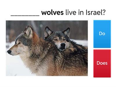 Questions with Do/ Does May 2025 