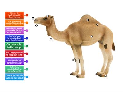 Adaptation - Camel