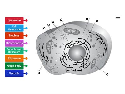 Cell Structures Match