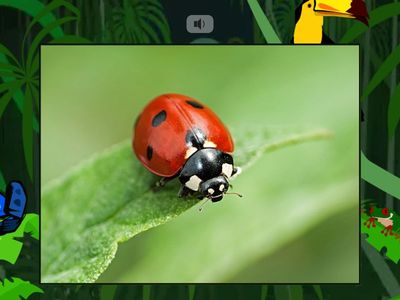 Phonemic awareness Sounds Write unit 5