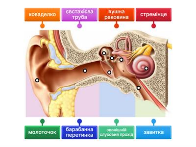 Будова Вуха