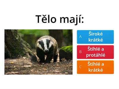 Lasicovité Šelmy a Medvědvité Šelmy