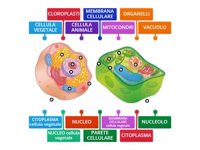  Cellula animale e vegetale