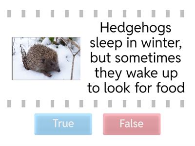 Interesting facts about hedgehogs