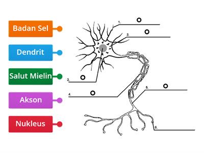 SAINS: NEURON