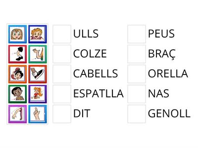 UNEIX LES PARTS DEL COS AMB EL SEU NOM