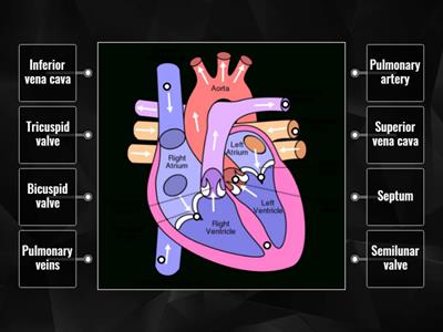  SCIENCE CHAPTER 3 TRANSPORTATION