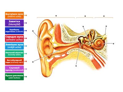 Př-9 SMYSLY (stavba ucha – Будова вуха) – ukrajinsky
