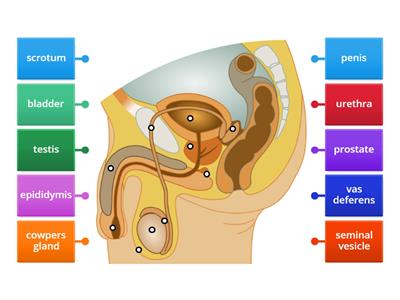 Male Reproductive System Labeled Diagram