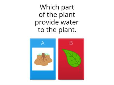 PARTS OF A PLANT