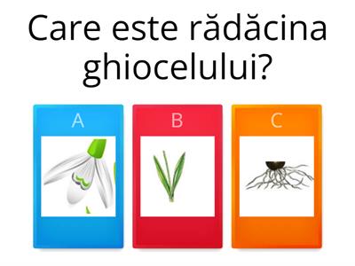 PĂRȚILE COMPONENTE ALE GHIOCELULUI