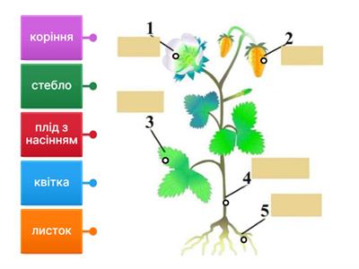 Будова рослин