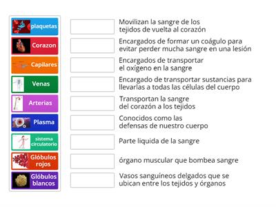 ORGANOS Sistema circulatorio