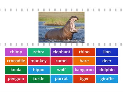 Rainbow English 3 Unit 7 Wild Animals