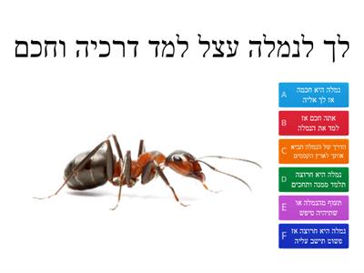 ניבים ופטגמים