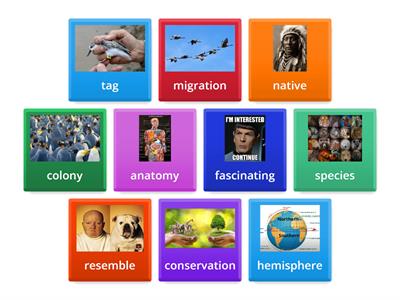 ESL Reading - Penguins