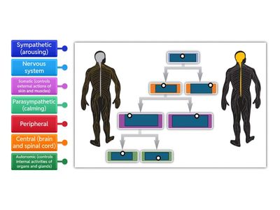 Nervous system flow chart