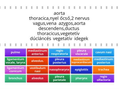 Légzőszervrendszer