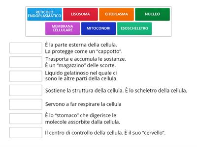 La cellula animale