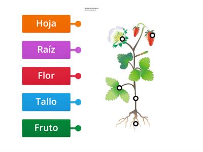 Rotulemos las partes de una planta