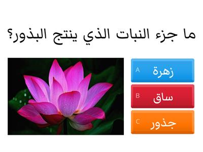 دورة حياة النبات