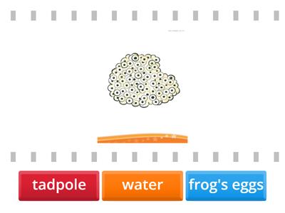 KB Starter. Marie's science. Life cycles.