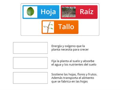  Las partes de las plantas 