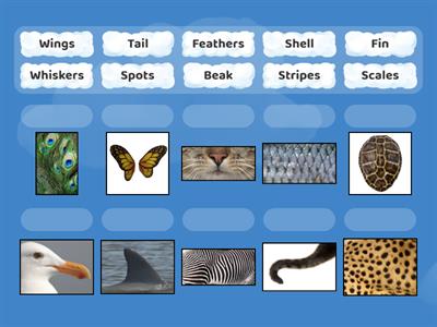 T1 - Animal Body Parts