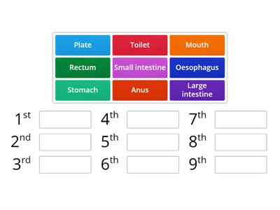 Digestive System