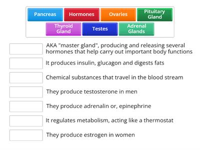 Endocrine System