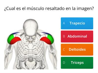 Musculatura tren superior