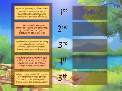Year 11 ATAR Psychology: Development of the Nervous System